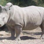 Badak Putih Utara Najin dan Fatu di Ol Pejeta Conservancy Kenya