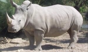 Badak Putih Utara Badak Putih Utara Najin dan Fatu di Ol Pejeta Conservancy Kenya