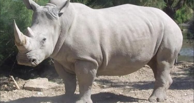 Badak Putih Utara Badak Putih Utara Najin dan Fatu di Ol Pejeta Conservancy Kenya