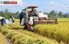 Hamparan sawah dan tanaman padi menggambarkan produksi pertanian Kabupaten Serdang Bedagai, Sumatera Utara