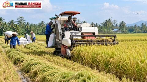 Hamparan sawah dan tanaman padi menggambarkan produksi pertanian Kabupaten Serdang Bedagai, Sumatera Utara
