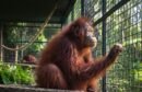 Orangutan Kalimantan menjalani perawatan di kandang evakuasi Kilometer 38 Samboja setelah kebakaran hutan
