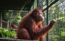 Orangutan Kalimantan menjalani perawatan di kandang evakuasi Kilometer 38 Samboja setelah kebakaran hutan