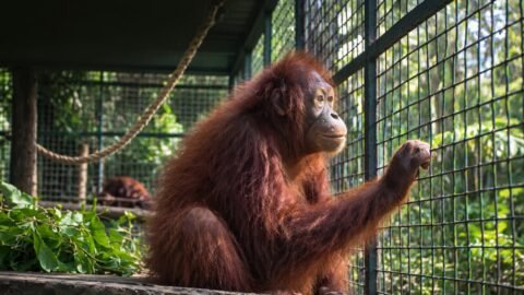 Orangutan Kalimantan menjalani perawatan di kandang evakuasi Kilometer 38 Samboja setelah kebakaran hutan